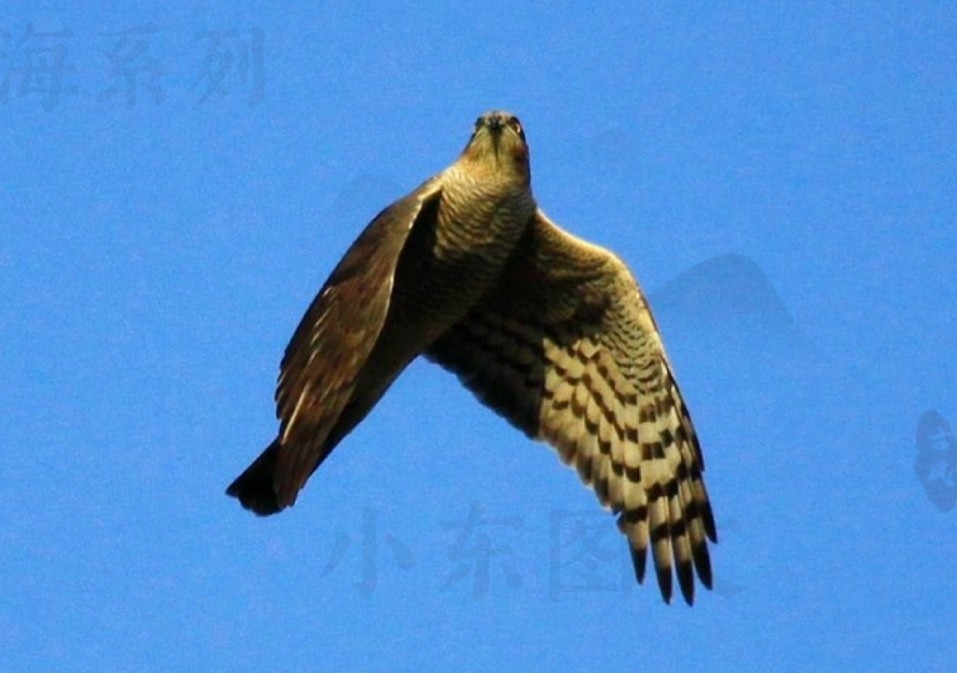 鼓死后化身成为鵕鸟,体形像鹞鹰,有着红色的爪子,又直又长的嘴巴