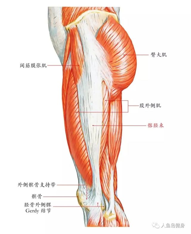 臀部训练时,如何避免阔筋膜张肌,髂胫束代偿!
