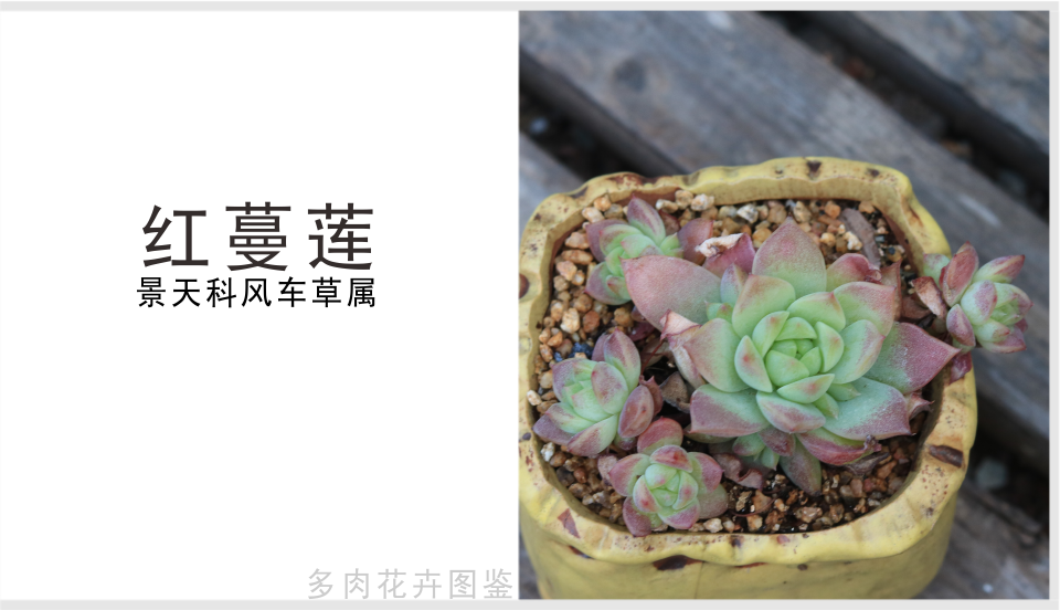 "红蔓莲"景天科风车石莲属多肉植物,小型种,易群生,出状态红色