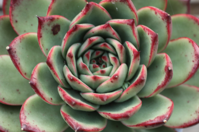 "红便士"景天科拟石莲花属多肉植物,中大型,东云系列