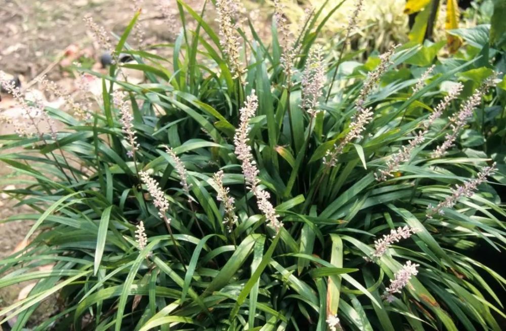 麦冬也开花,它开花的时候很羞涩,会把短短的花序藏在叶丛中!