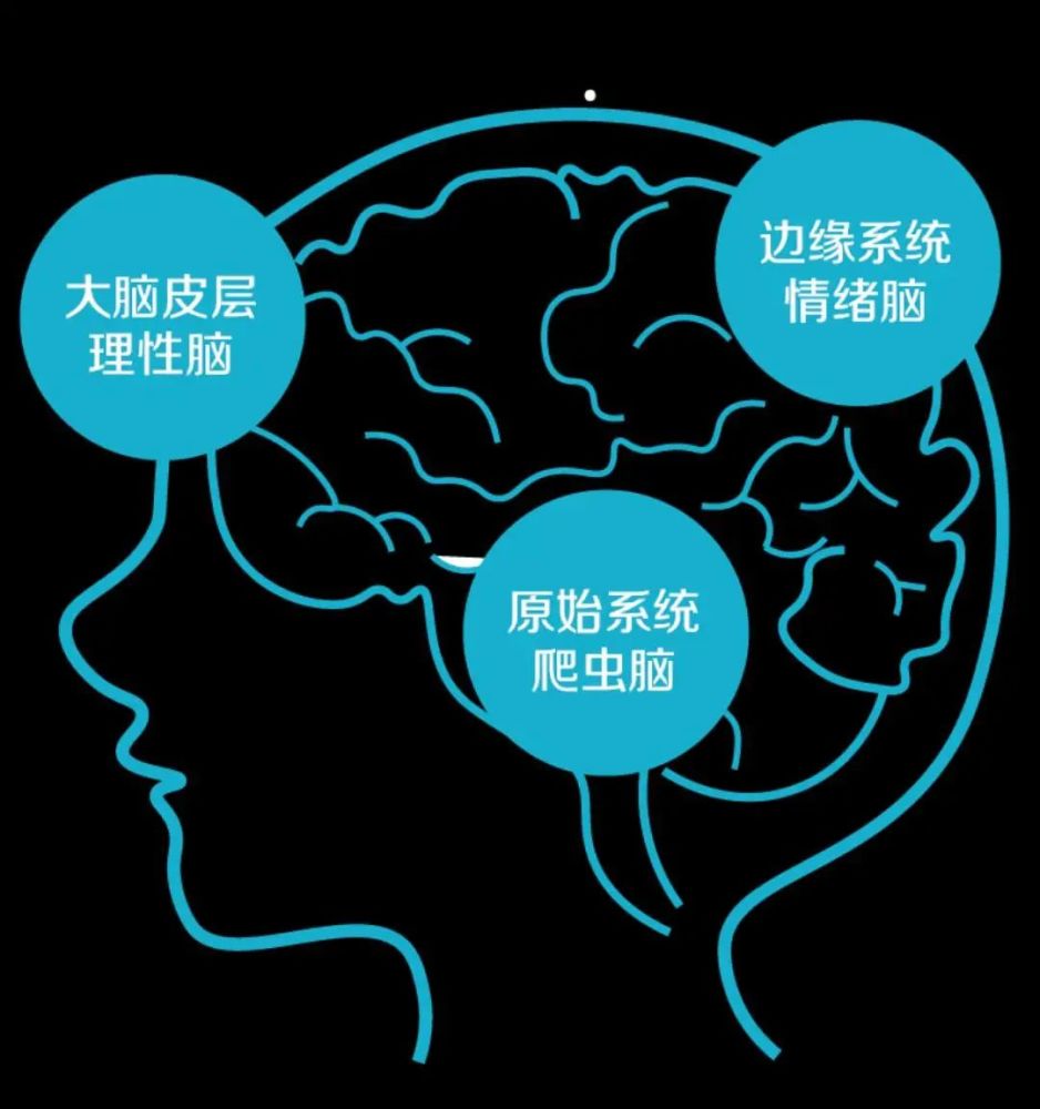 情绪脑则存在于高等动物和人脑中,它和本能脑连接,产生各种情绪和生理