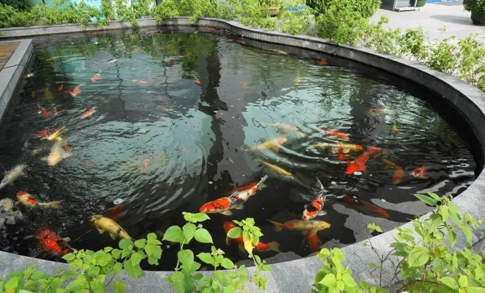 鱼池里的中国红,这样的庭院你爱了吗?