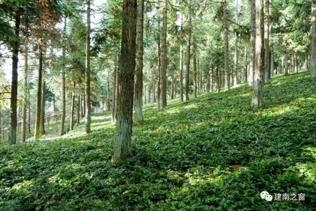 张庭凤,李洪利等100余名村民更新种植观念,采用林下栽连,林药间作,果