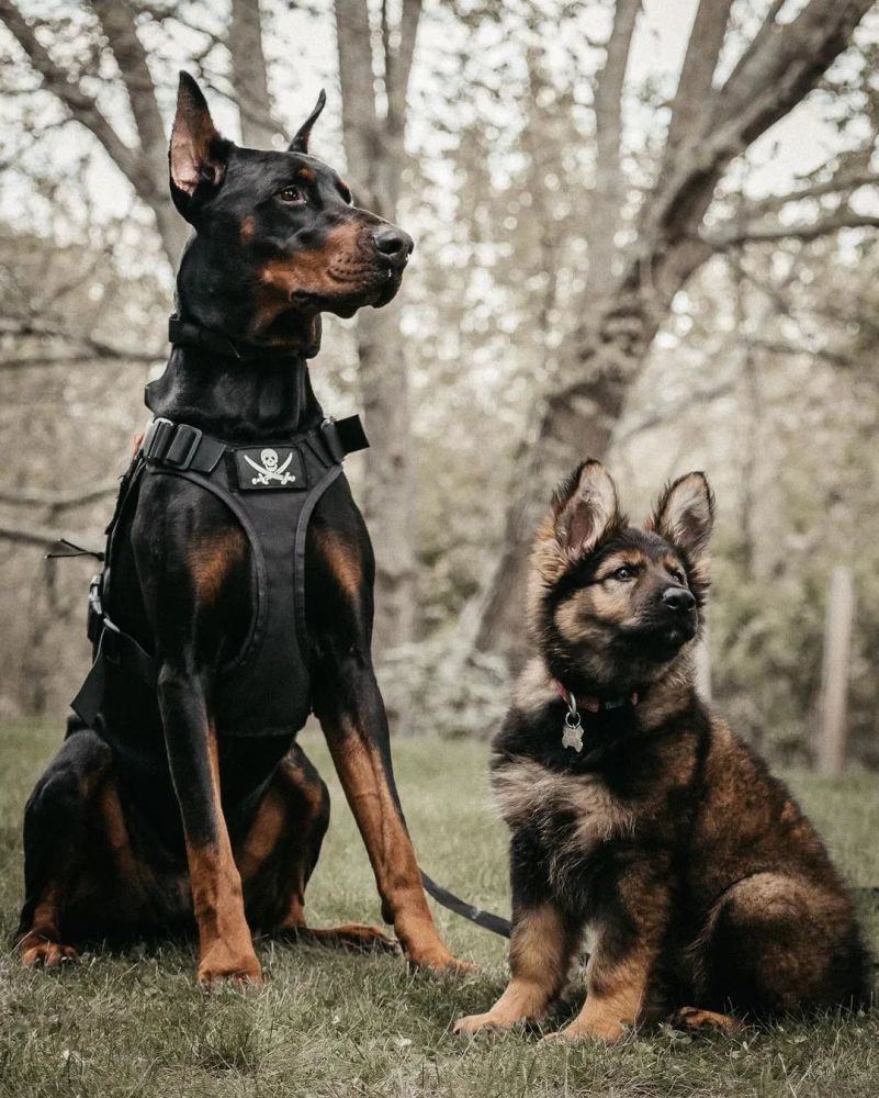 绘画参考狗杜宾德牧工作犬参考动物参考