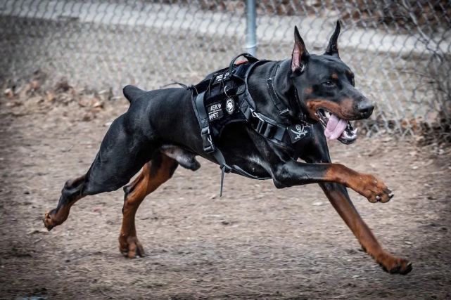 绘画参考狗杜宾德牧工作犬参考动物参考