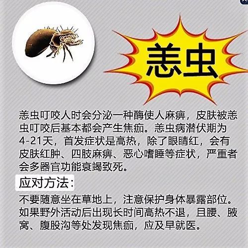 羌虫病是指感染恙虫病东方体(曾称恙虫病立克次体)而导致的急性传染