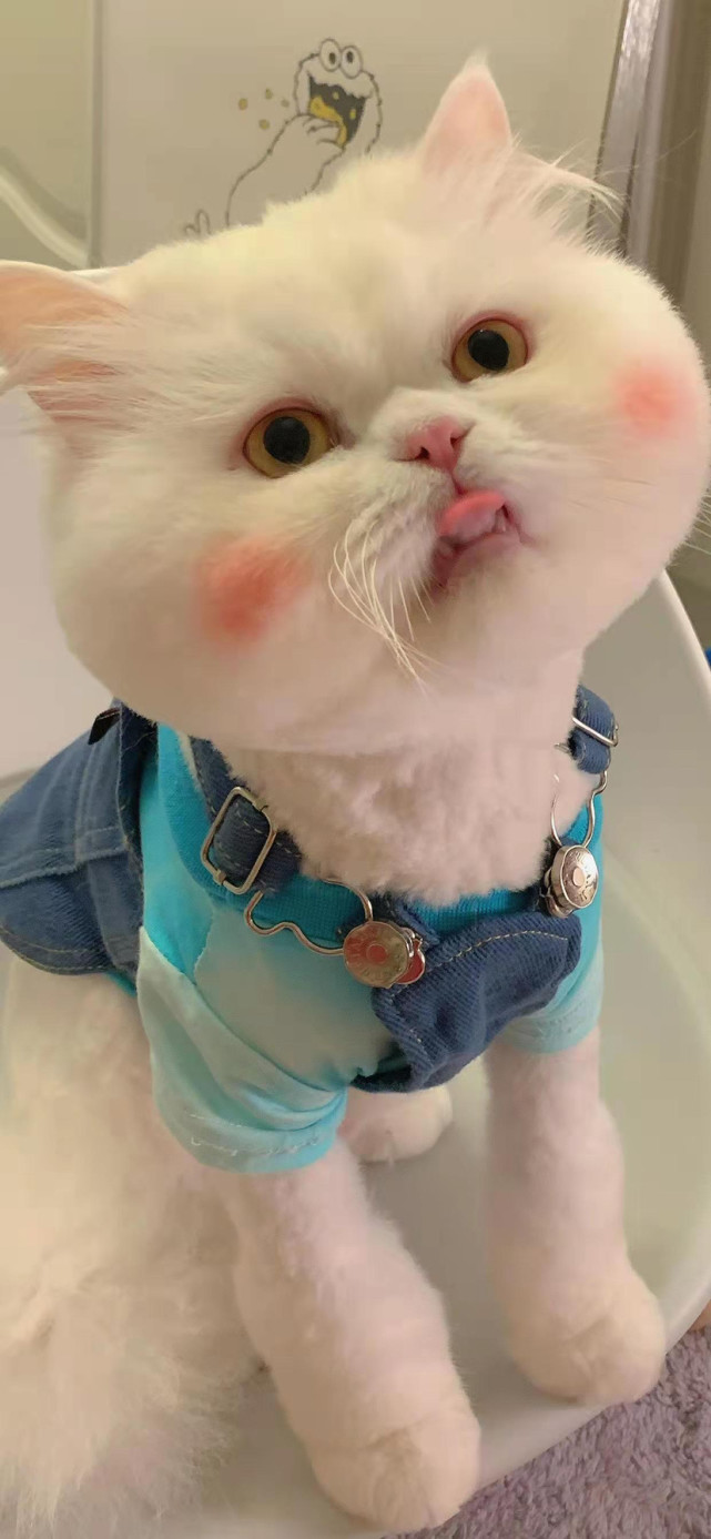 手机壁纸聊天背景图你的腮红猫球球子好可爱