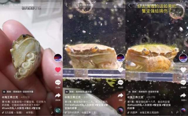 上海34岁电气工程师爱养鱼,在抖音上开"海洋博物馆"