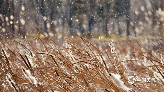 北京颐和园蒲棒"开花"纷飞扬