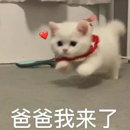 表情包你爹来咯要生活费猫猫表情包