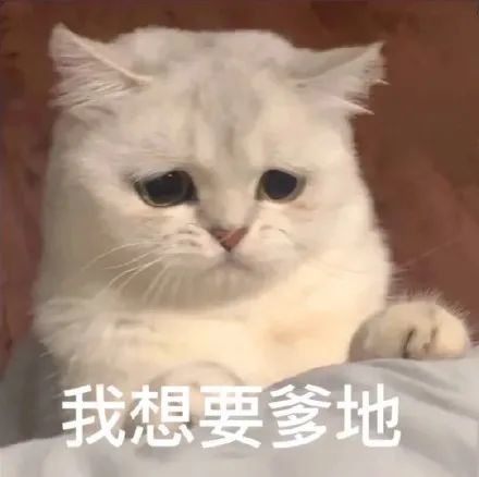 表情包你爹来咯要生活费猫猫表情包