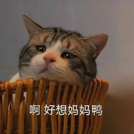 表情包你爹来咯要生活费猫猫表情包