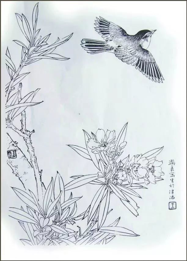 书画联盟丨工笔花鸟白描稿