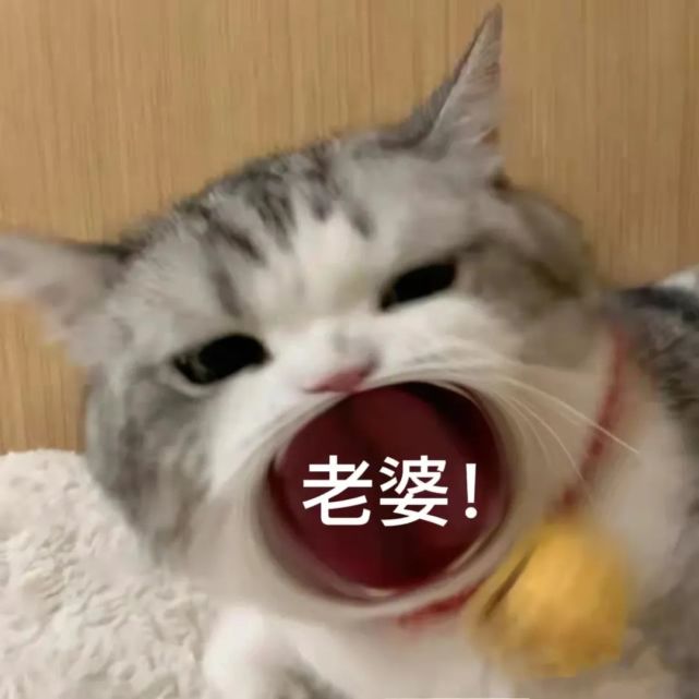 可爱表情包|老婆我来啦