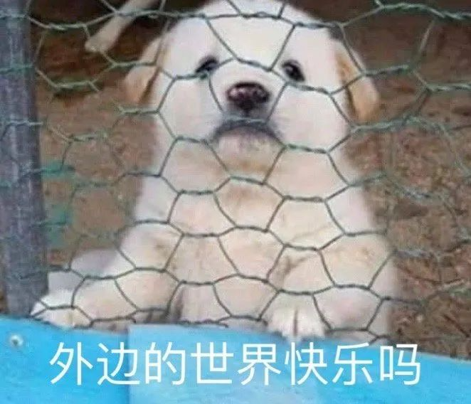 表情包我是菜狗