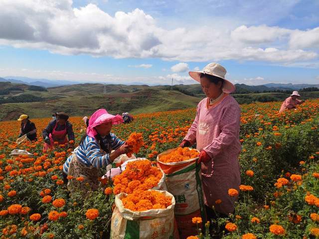 今年,昭鲁片区种植的2.4万多亩万寿菊已全部采摘结束,亩产量最低2.