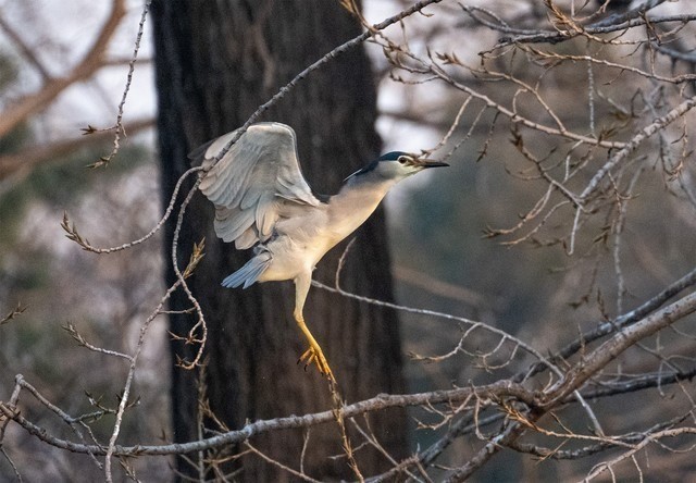 尼康z9 iso 5600实拍样片,红色为截图区域尼康z9 iso 3200实拍样片在