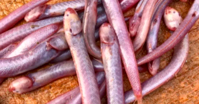 买鱼时,内行人专买这9种纯海鱼,难以人工养殖,看完长知识