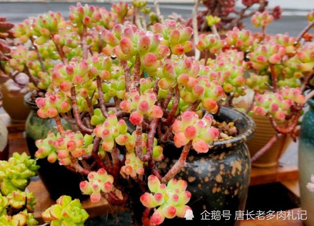 养多肉虹之玉和乙女心做到4点并注意2点冬天上色既水灵又好看