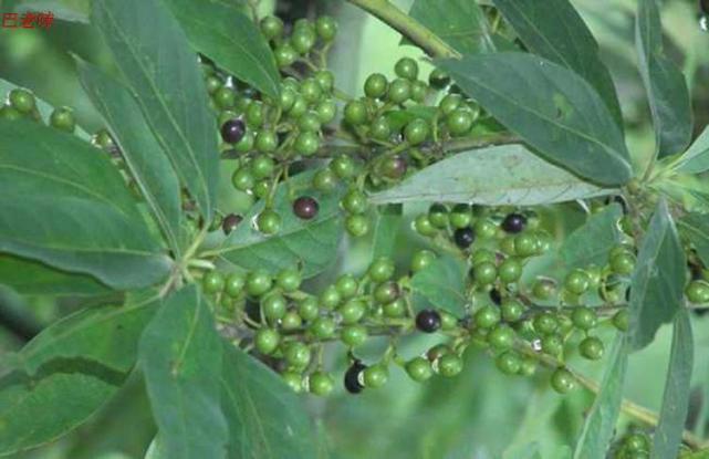 山胡椒—植物非试管高效快繁