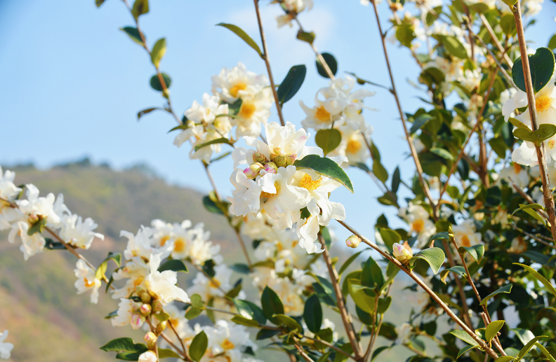 目前,万亩油茶迎来了盛花期,漫山遍野的油茶花,白绿相映,点缀山间.