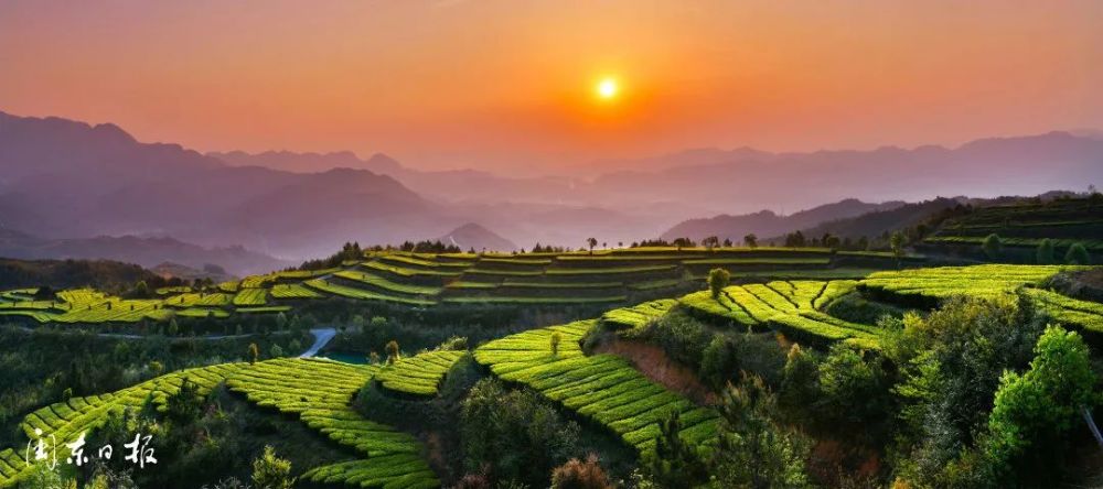 芬芳高山茶 带富百姓家——寿宁县茶产业发展五年综述