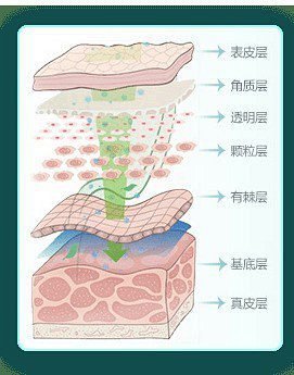 (二)真皮层决定皮肤的松弛度与皱纹