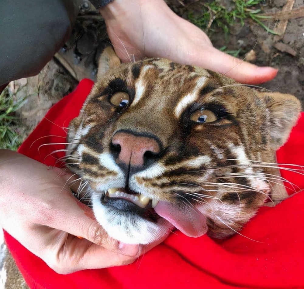 祁连山发现异兽山彪实力不输老虎它能解决野猪泛滥问题吗