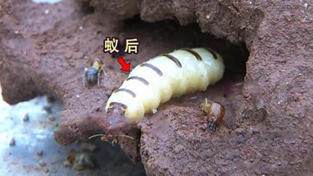 进入繁殖状态的蚁后,因为腹部过于庞大,无法移动,所以只能靠吸收工蚁