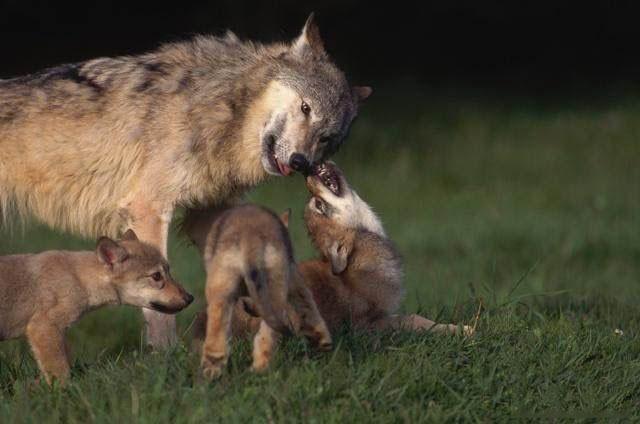 世界上真的有狼孩存在吗?失去幼崽的母狼会抚养人类的