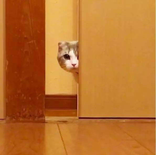 你躲在角落里偷偷地观察猫咪,让猫咪也感受一下这种"被盯着"的感觉.