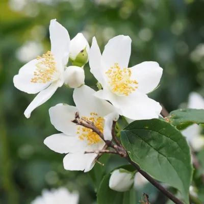 头像茉莉花微信头像芳香洁白的茉莉花图片第623期