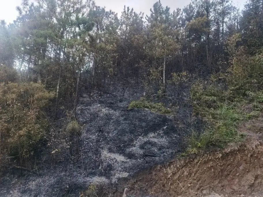 男子遭追杀竟放火烧山