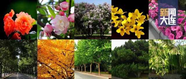 大连评选"市树市花"