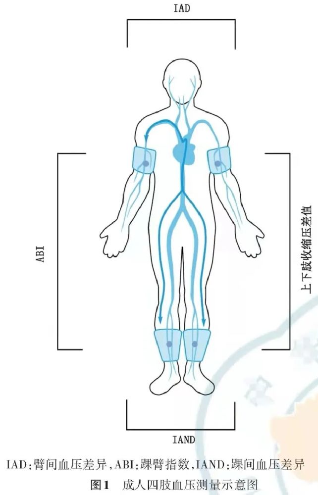 四肢血压测量位置,如图1所示.