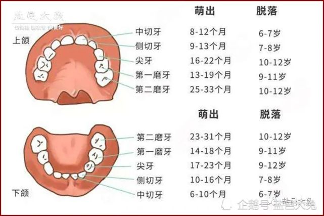 幼儿牙齿萌出与脱落(图片来源:网络)