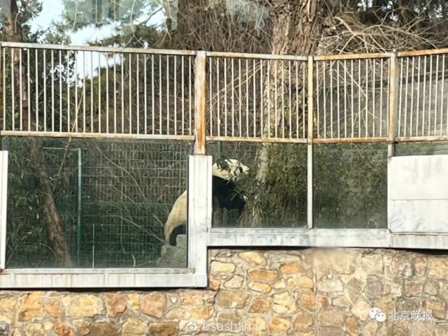 一大熊猫"越狱"成功"出圈",北京动物园:下不为例