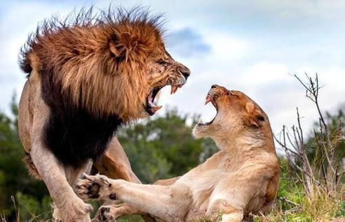 母狮和雄狮完成繁殖行为后,为何母狮会反咬雄狮一口?