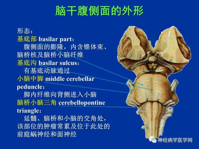 最全脑干内,外解剖及病损定位(人手一册)