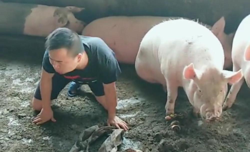 河北老农的猪总在猪圈神秘丢失报警后专家挖开猪圈乐开了花