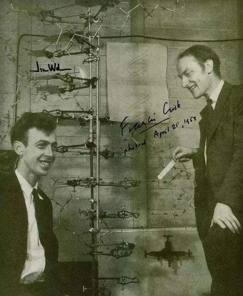 时间来到了1953年,分子生物学家沃森和克里克向世界宣布了他们识破