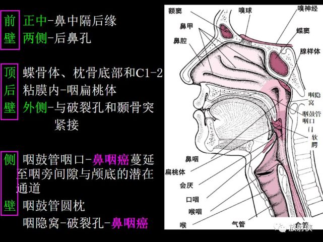 收藏必备|鼻咽部的ct详细解剖