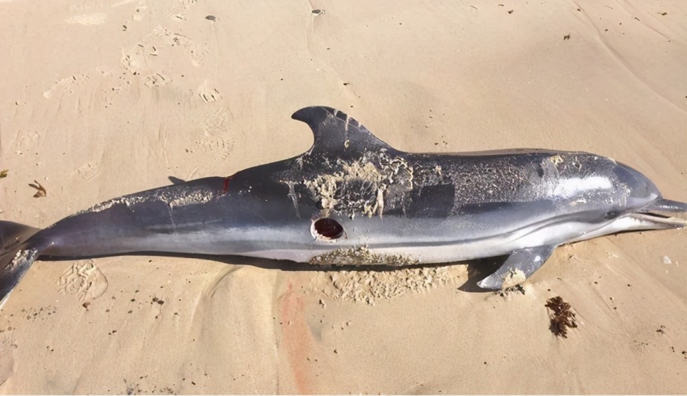 被达摩鲨攻击后的海豚