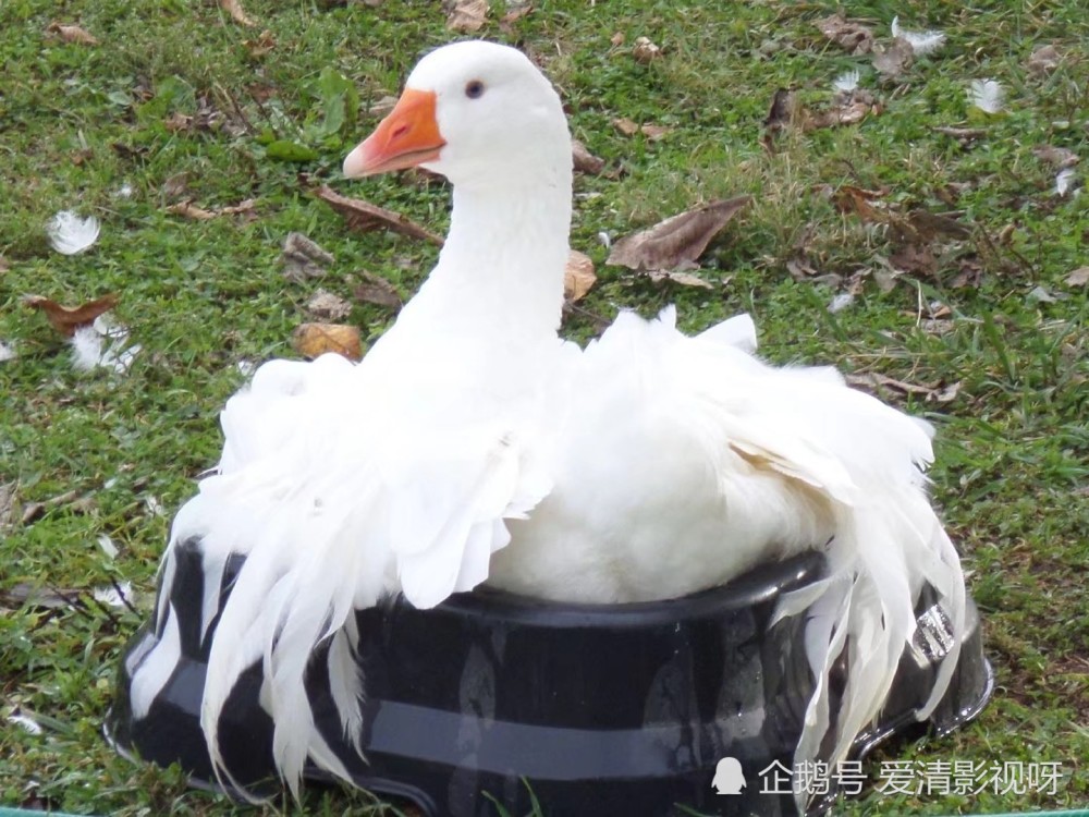 塞瓦斯托波尔鹅sebastopolgoose独特的卷曲羽毛