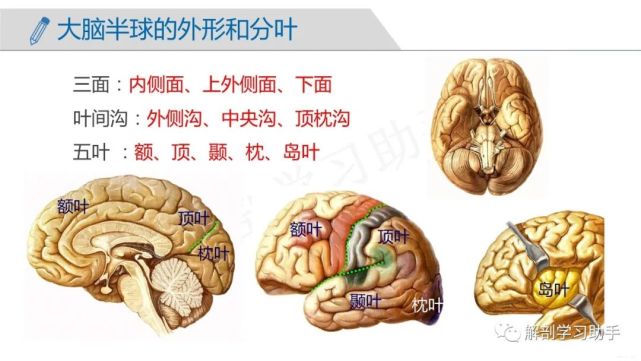 解剖&影像|中枢神经系统——端脑