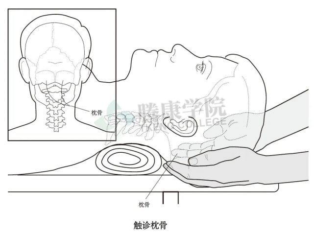 手放在患者头部后侧,手指放在最下面的平面.这个区域就是枕骨.