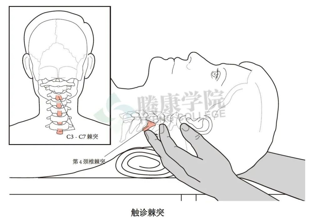 无触诊不治疗详解颈椎与胸椎整体结构感触技巧和要点