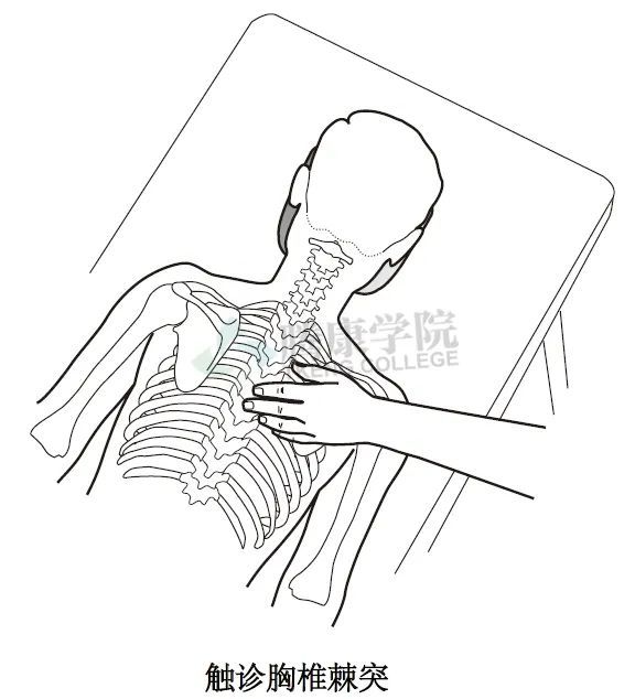 无触诊,不治疗——详解颈椎与胸椎整体结构感触技巧和