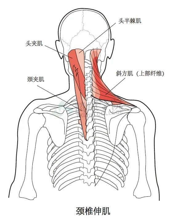 无触诊不治疗详解颈椎与胸椎整体结构感触技巧和要点